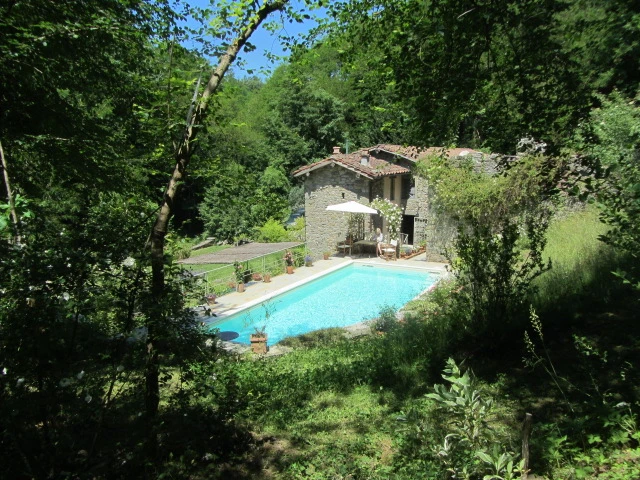 Secluded pool glimpsed through trees and garden greenery