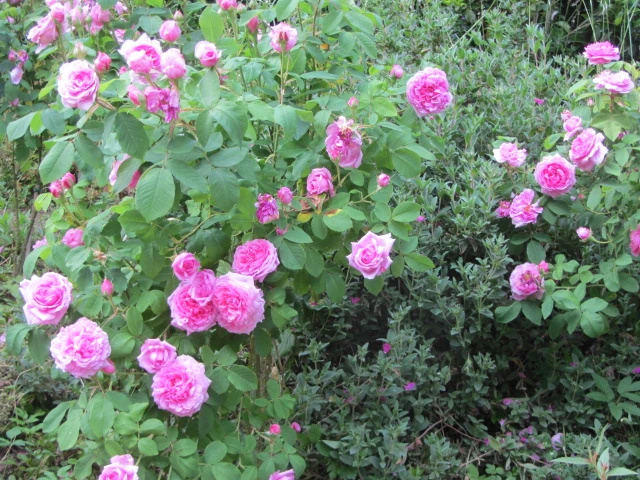 Pink roses flowering in the millhouse garden