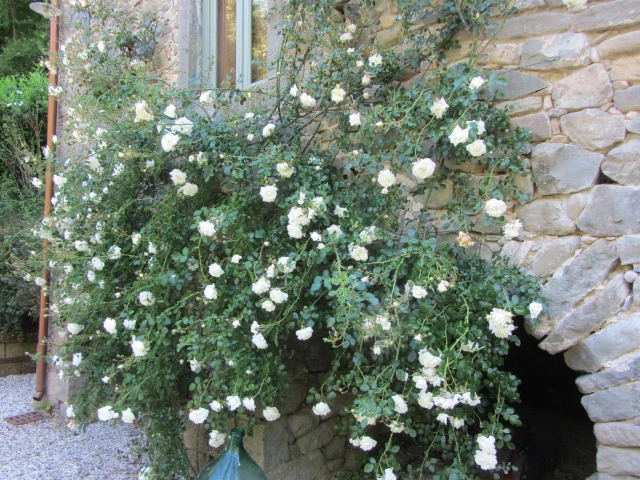 White roses climbing beside the stone wall of the house