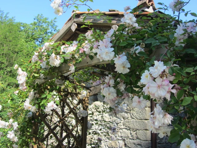 White blossoms over a rustic garden pergola