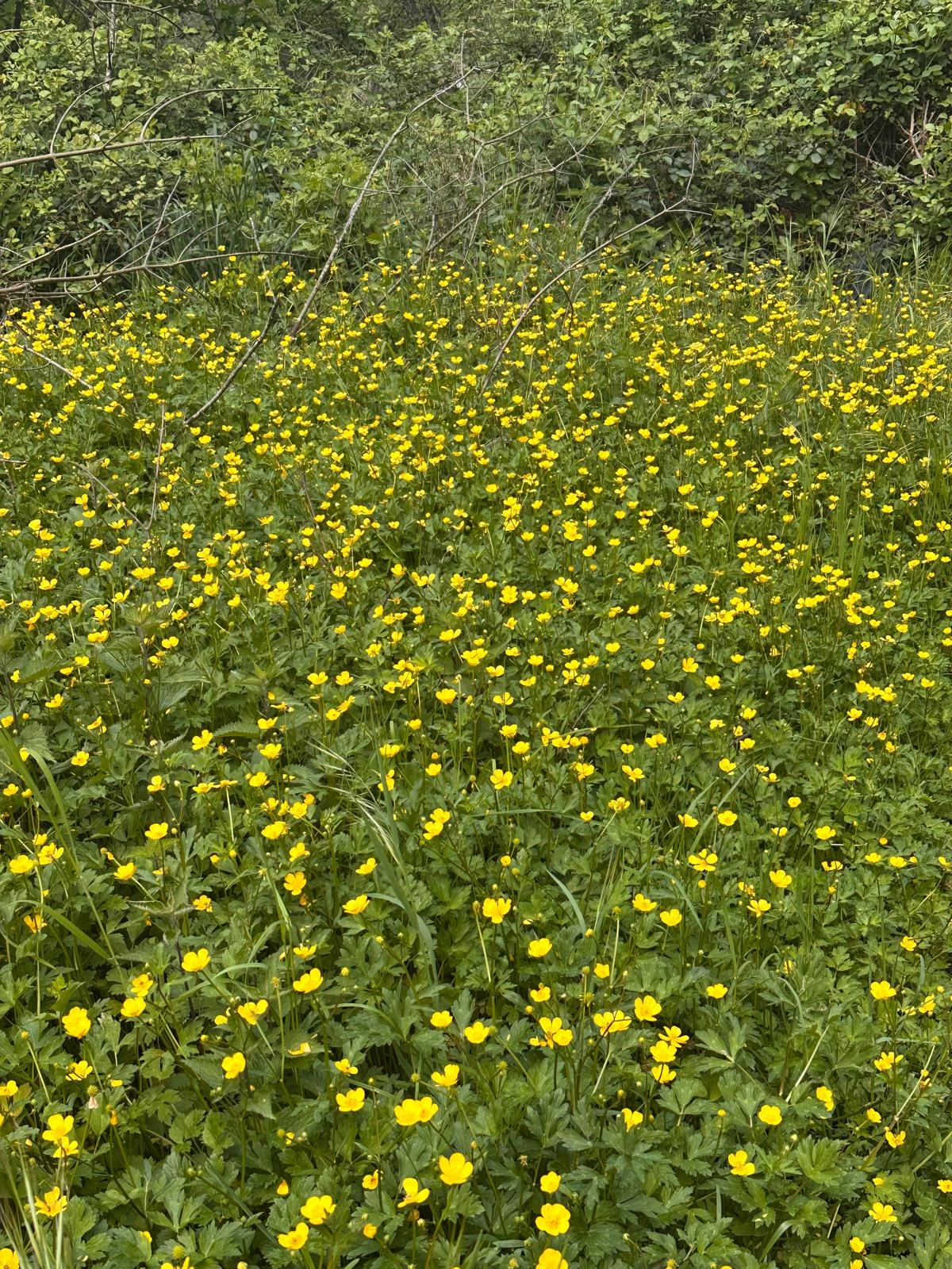 Wildflower meadow and green hillside near the millhouse garden