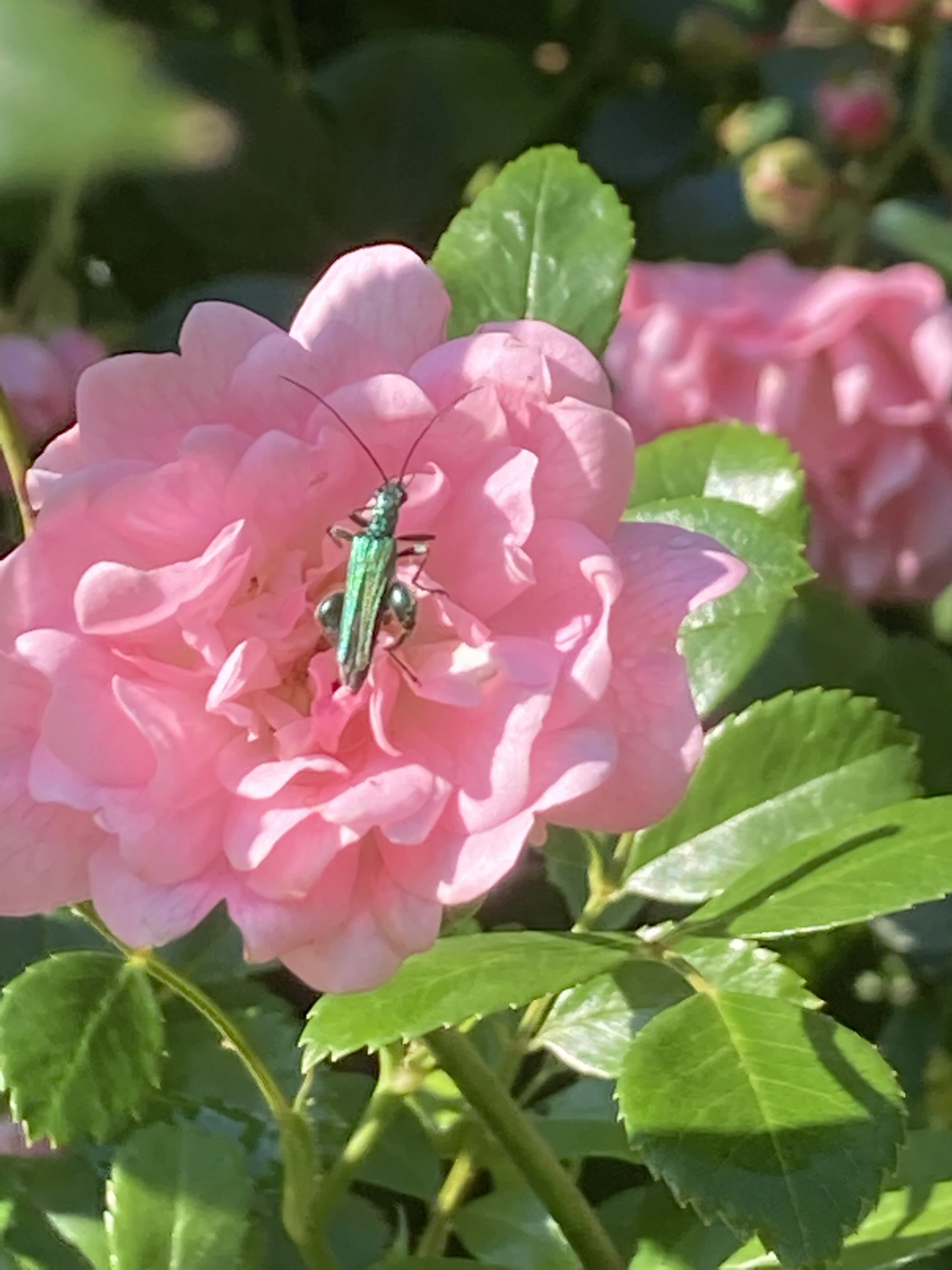 Green flower bug on pink blossoms in the garden