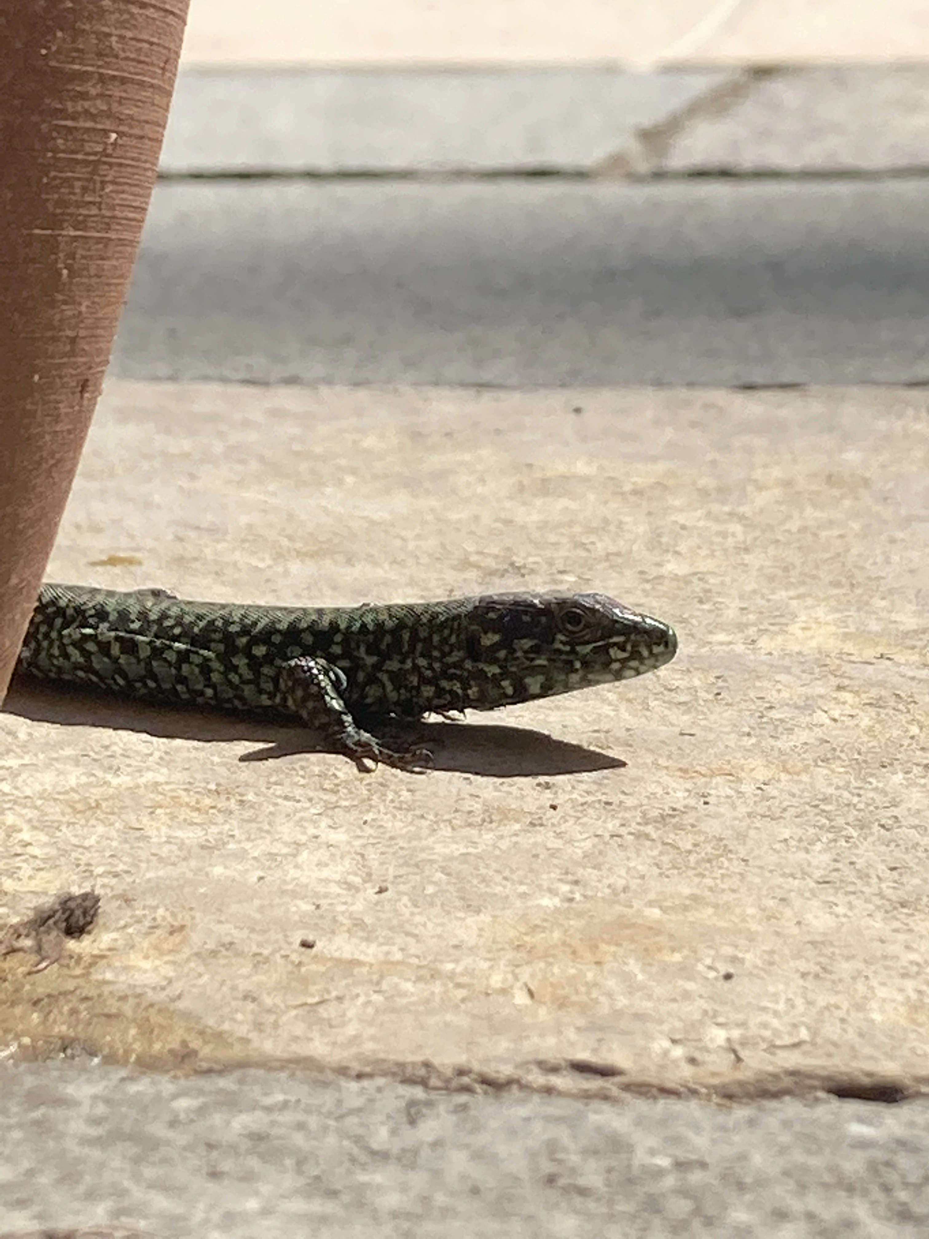 Small gecko resting on a sunlit stone step outside