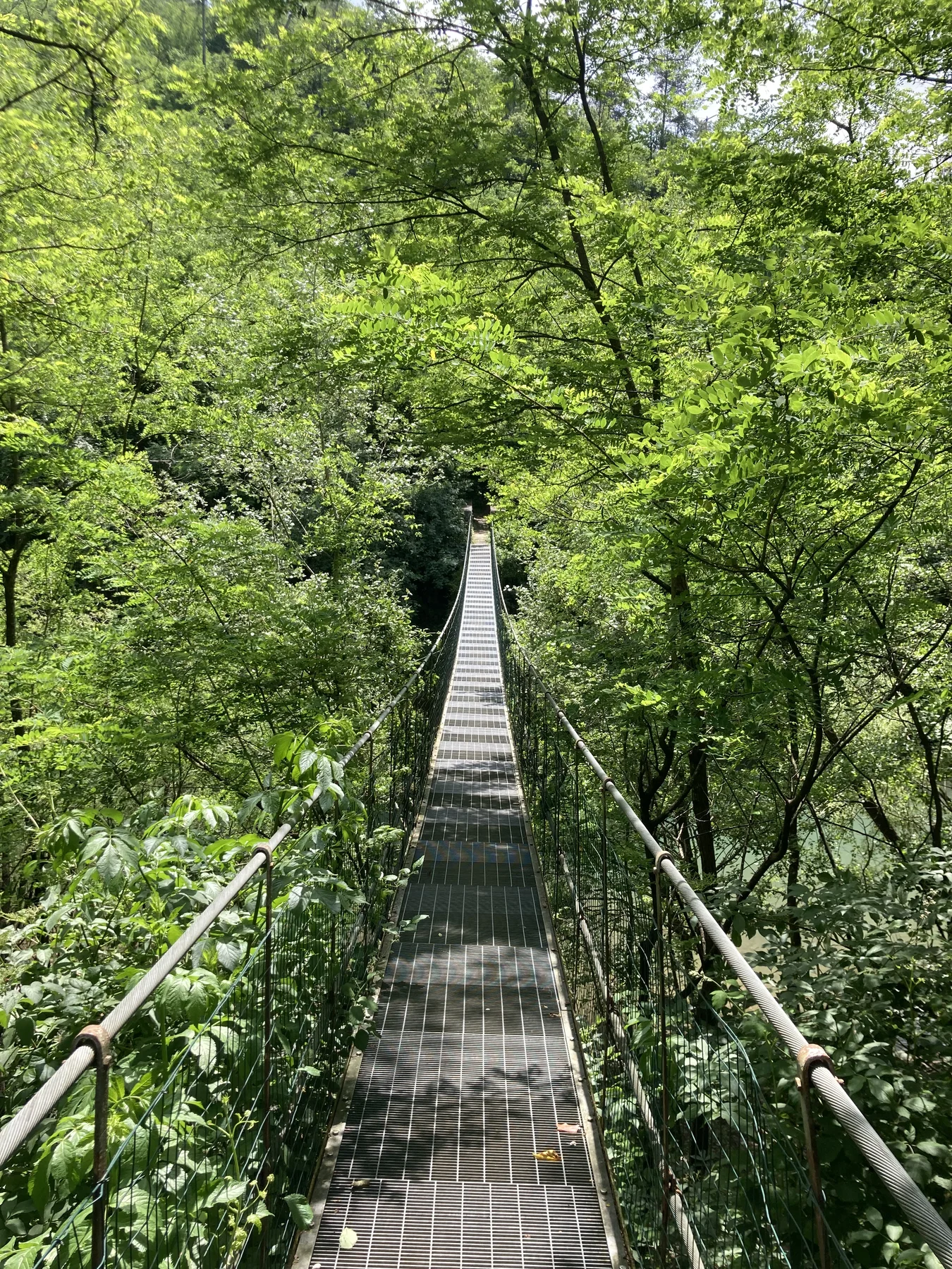 Suspension footbridge through dense green woodland near Bagni di Lucca